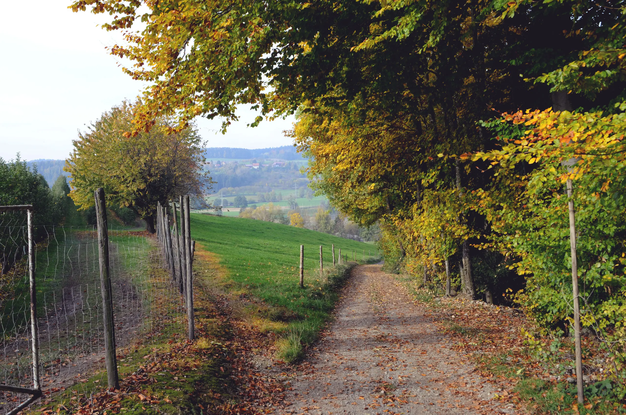 Der Weg in unseren Obstgarten